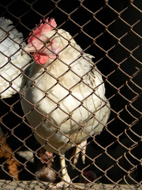 打篮球还是 打篮球还是